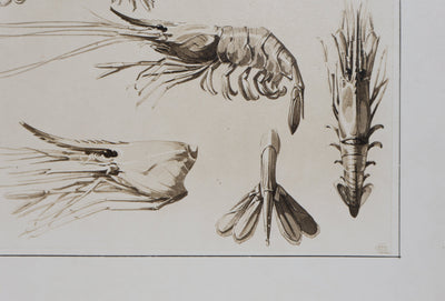 Mathurin MEHEUT : La Crevette, Lithographie signée