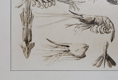Mathurin MEHEUT : La Crevette, Lithographie signée