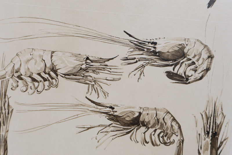 Mathurin MEHEUT : La Crevette, Lithographie signée