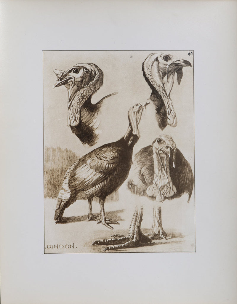 Mathurin MEHEUT : Le Dindon , Lithographie