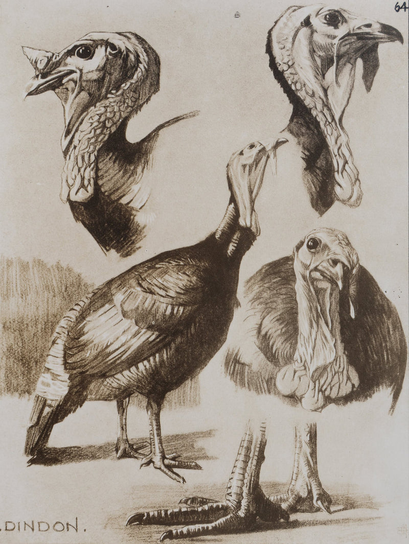 Mathurin MEHEUT : Le Dindon , Lithographie