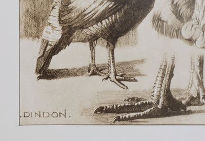 Mathurin MEHEUT : Le Dindon , Lithographie