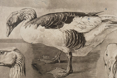 Mathurin MEHEUT : L'Oie, Lithographie signée