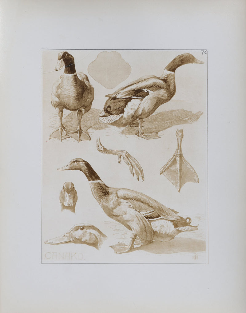 Mathurin MEHEUT : Le Canard, Lithographie signée