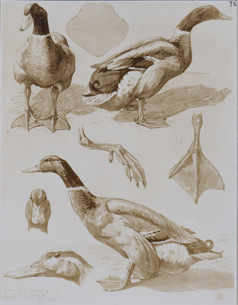 Mathurin MEHEUT : Le Canard, Lithographie signée