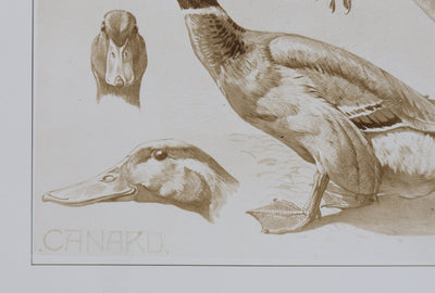 Mathurin MEHEUT : Le Canard, Lithographie signée