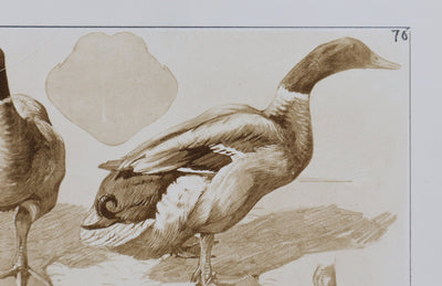 Mathurin MEHEUT : Le Canard, Lithographie signée