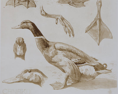 Mathurin MEHEUT : Le Canard, Lithographie signée