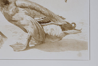 Mathurin MEHEUT : Le Canard, Lithographie signée