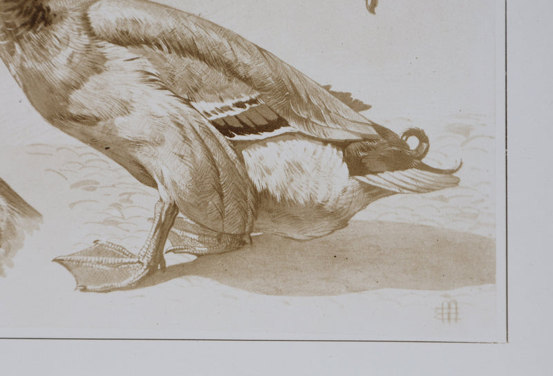 Mathurin MEHEUT : Le Canard, Lithographie signée