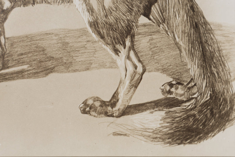 Mathurin MEHEUT : Le Renard , Lithographie