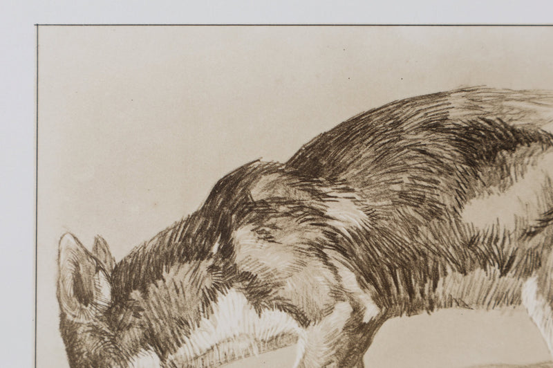 Mathurin MEHEUT : Le Renard , Lithographie