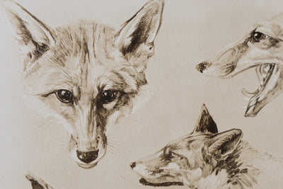 Mathurin MEHEUT : Le Renard, Lithographie signée