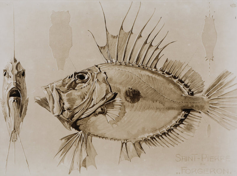 Mathurin MEHEUT : Le Saint-Pierre, Lithographie signée