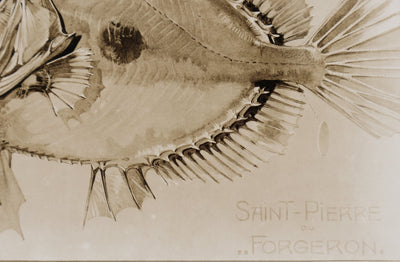Mathurin MEHEUT : Le Saint-Pierre, Lithographie signée