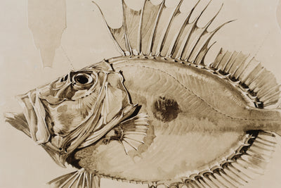 Mathurin MEHEUT : Le Saint-Pierre, Lithographie signée