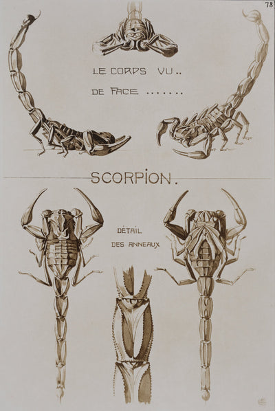 Mathurin MEHEUT : Le Scorpion, Lithographie signée