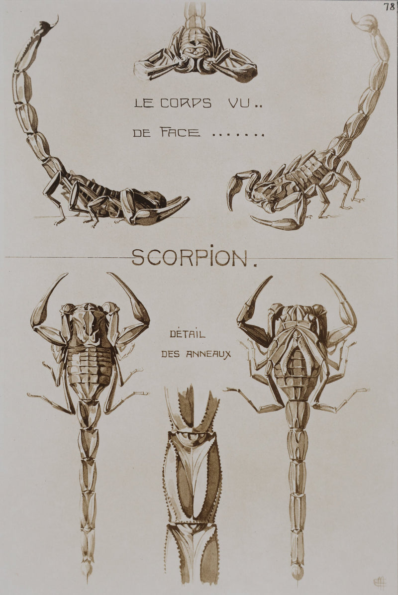 Mathurin MEHEUT : Le Scorpion, Lithographie signée