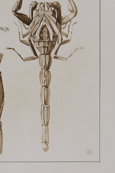 Mathurin MEHEUT : Le Scorpion, Lithographie signée