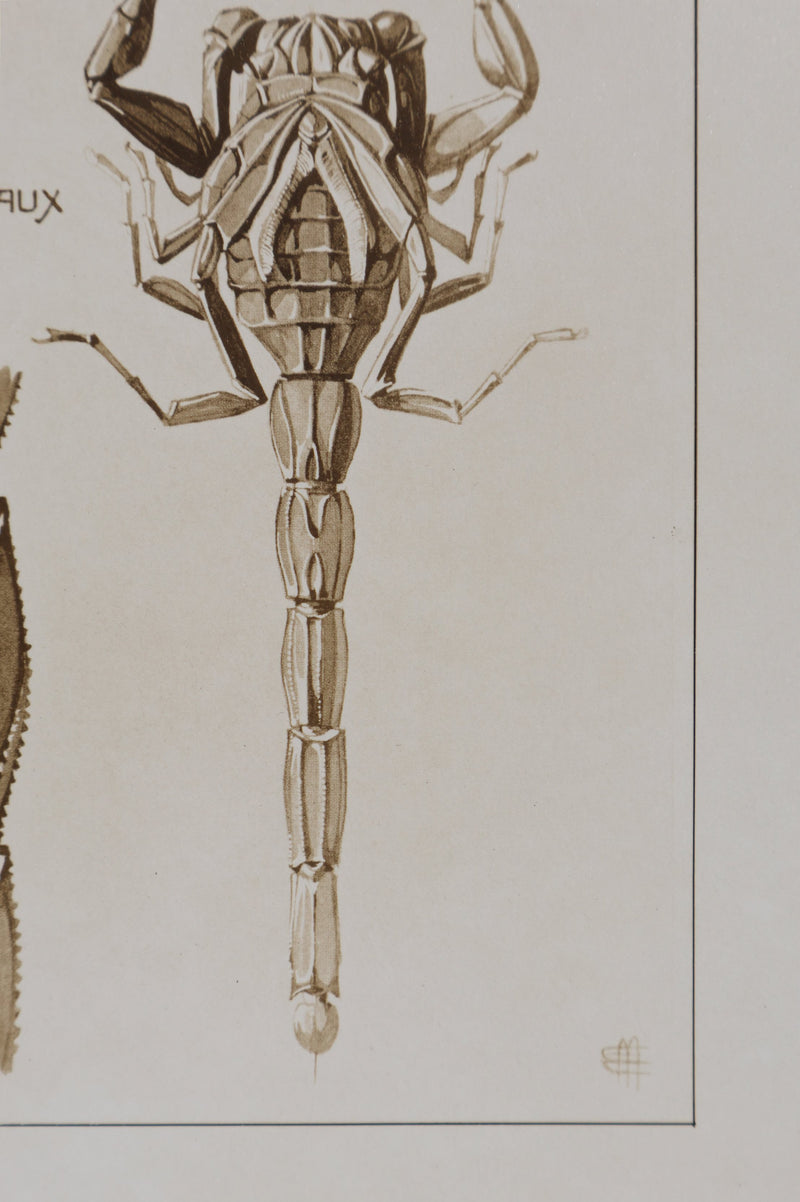 Mathurin MEHEUT : Le Scorpion, Lithographie signée