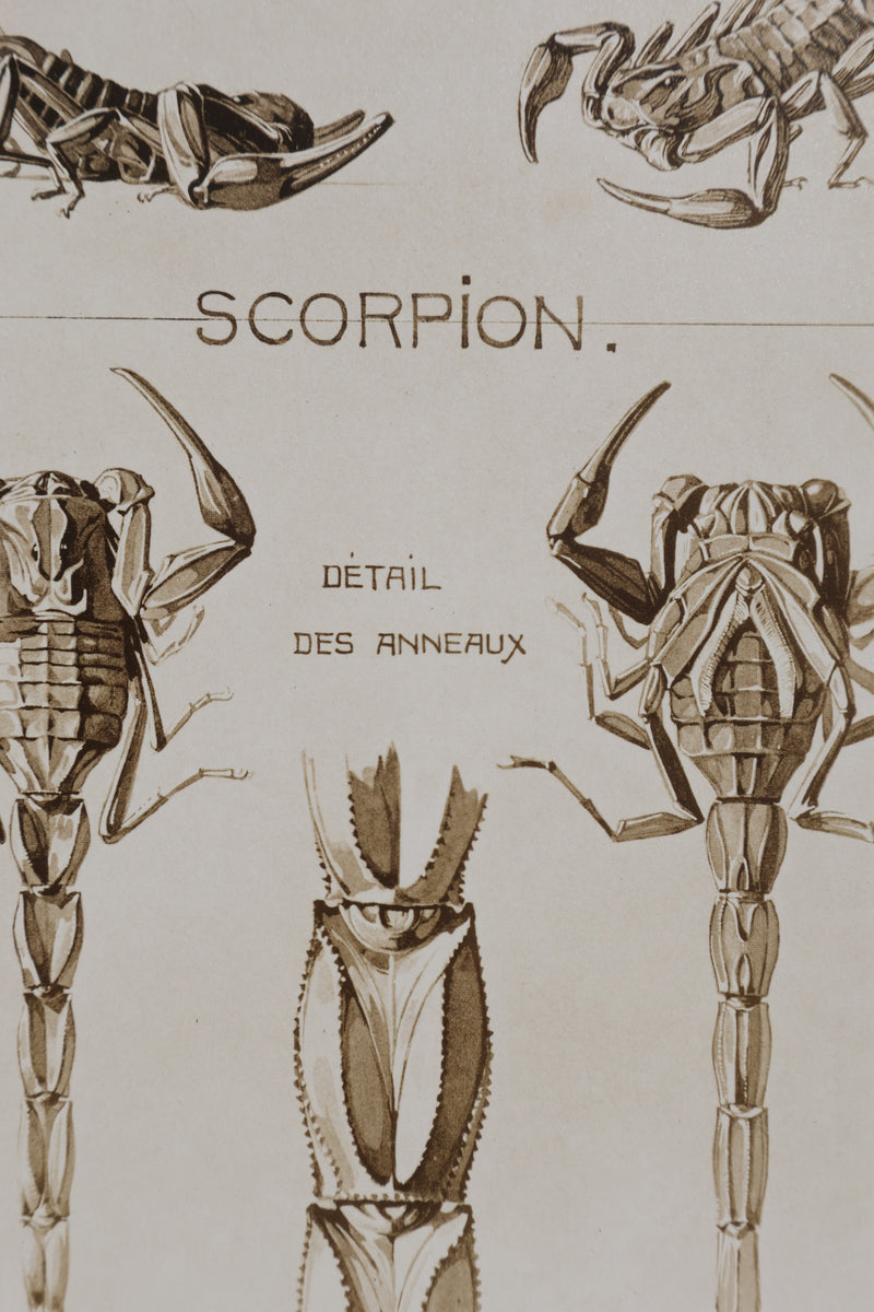 Mathurin MEHEUT : Le Scorpion, Lithographie signée