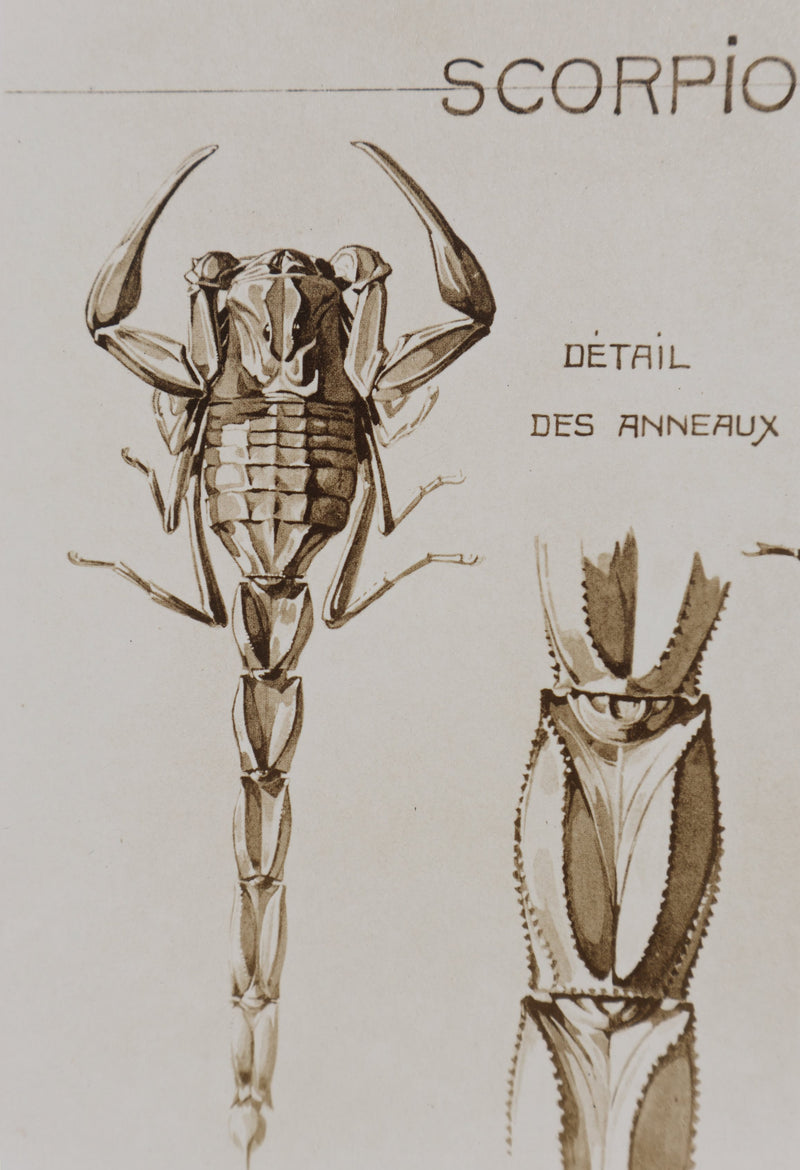 Mathurin MEHEUT : Le Scorpion, Lithographie signée
