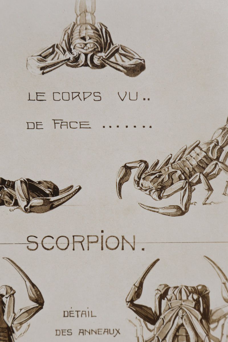 Mathurin MEHEUT : Le Scorpion, Lithographie signée