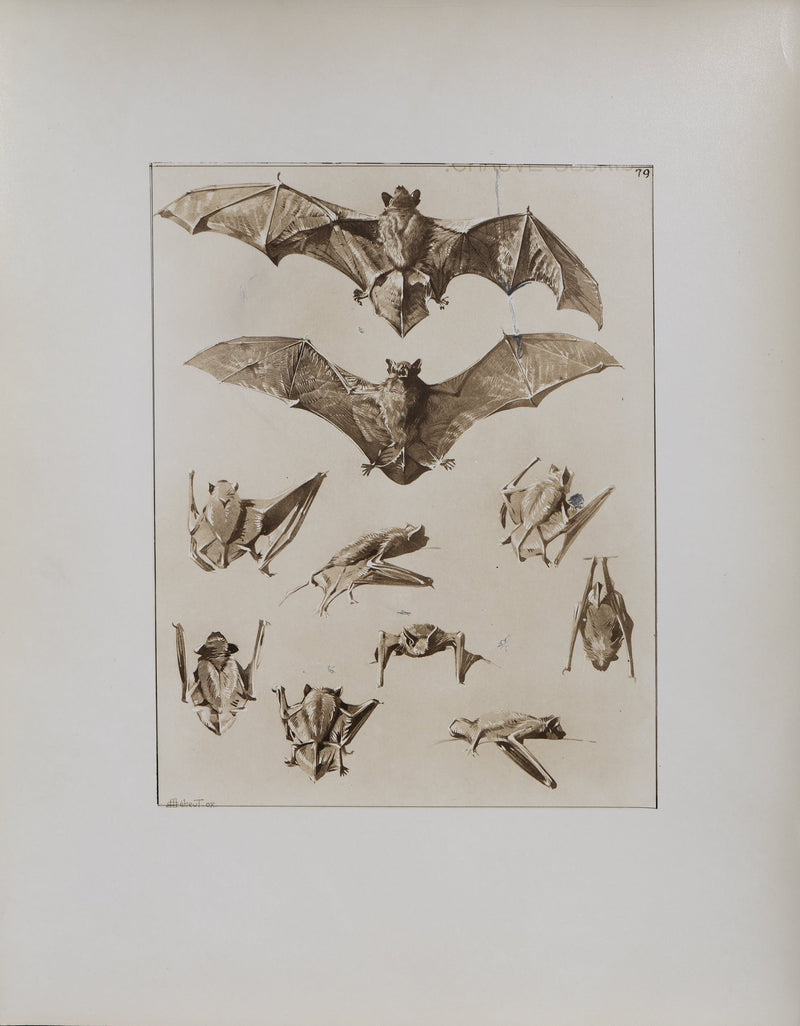 Mathurin MEHEUT : La Chauve-Souris, Lithographie signée