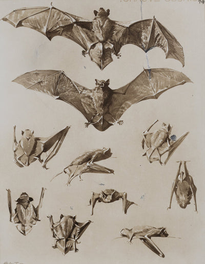 Mathurin MEHEUT : La Chauve-Souris, Lithographie signée