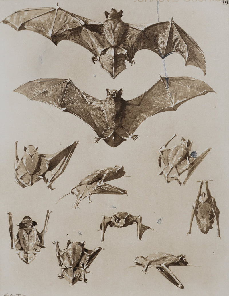 Mathurin MEHEUT : La Chauve-Souris, Lithographie signée