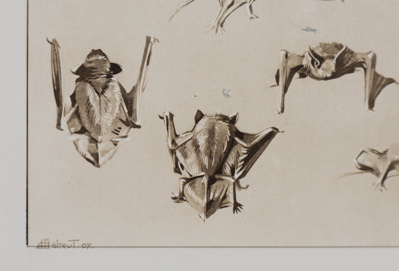 Mathurin MEHEUT : La Chauve-Souris, Lithographie signée