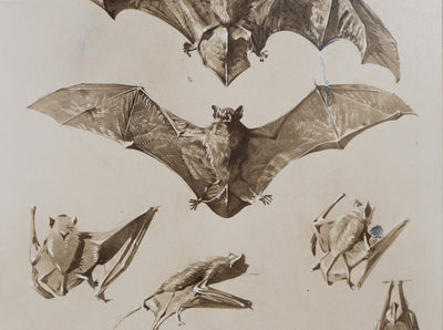 Mathurin MEHEUT : La Chauve-Souris, Lithographie signée