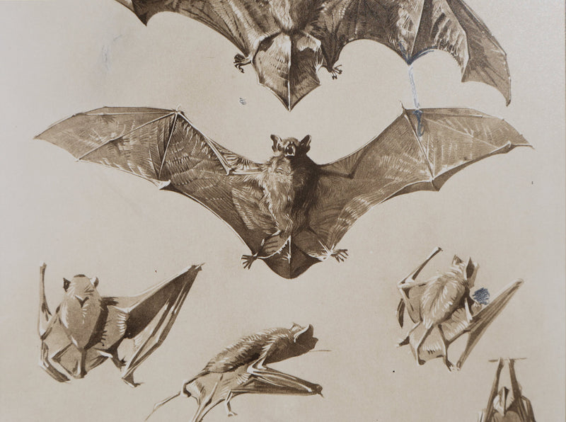 Mathurin MEHEUT : La Chauve-Souris, Lithographie signée