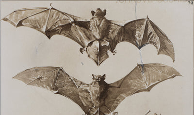 Mathurin MEHEUT : La Chauve-Souris, Lithographie signée