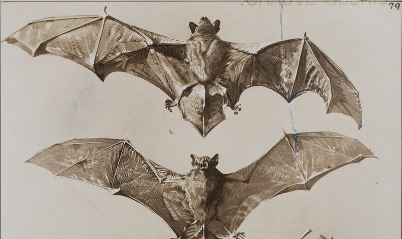 Mathurin MEHEUT : La Chauve-Souris, Lithographie signée
