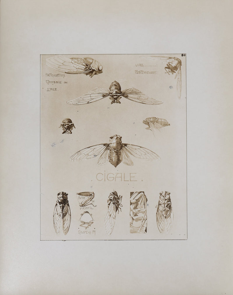 Mathurin MEHEUT : La Cigale , Lithographie