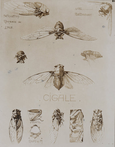 Mathurin MEHEUT : La Cigale , Lithographie