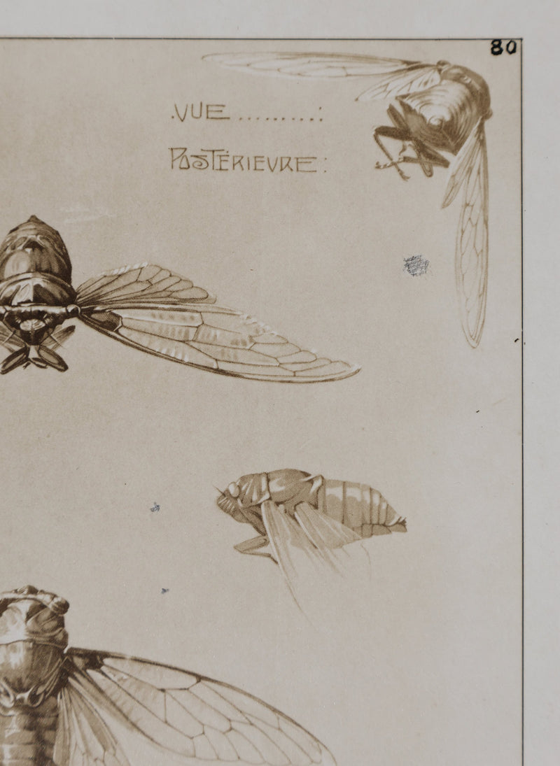 Mathurin MEHEUT : La Cigale , Lithographie