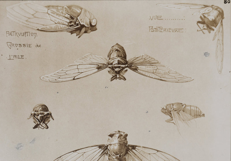 Mathurin MEHEUT : La Cigale , Lithographie