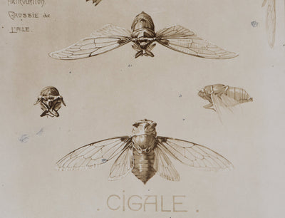 Mathurin MEHEUT : La Cigale , Lithographie