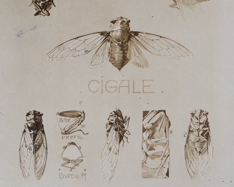 Mathurin MEHEUT : La Cigale , Lithographie