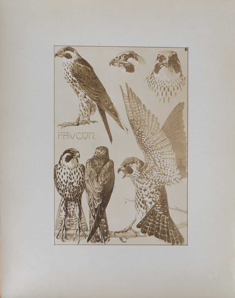 Mathurin MEHEUT : Le Faucon , Lithographie