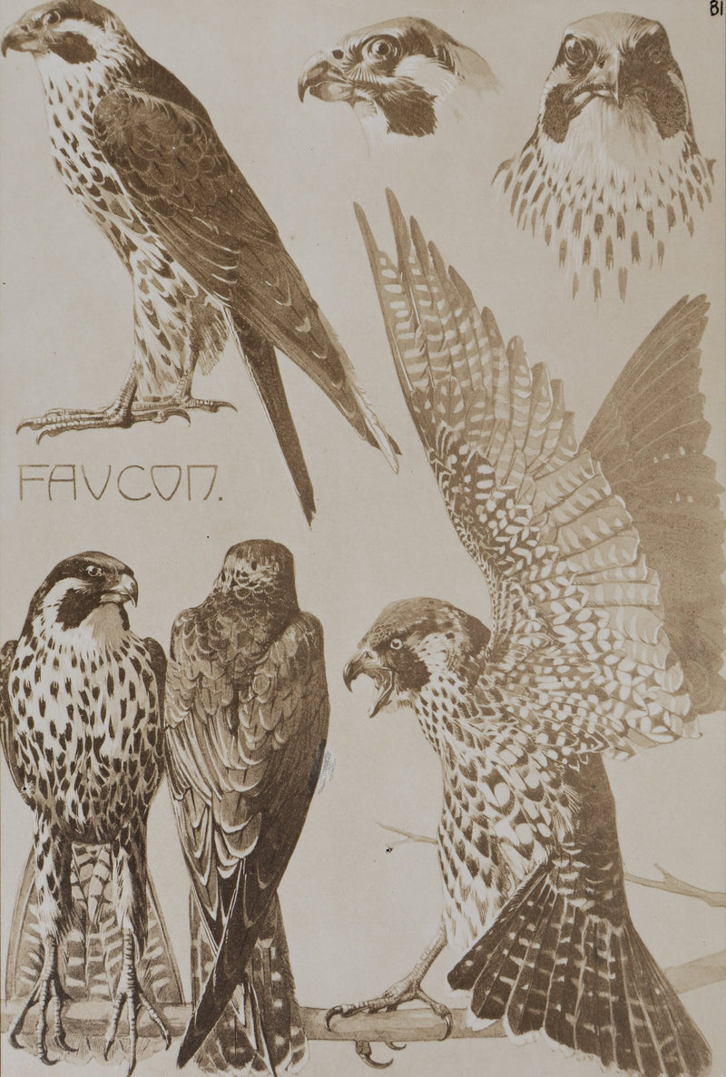 Mathurin MEHEUT : Le Faucon , Lithographie
