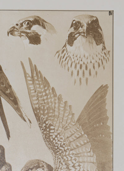 Mathurin MEHEUT : Le Faucon , Lithographie