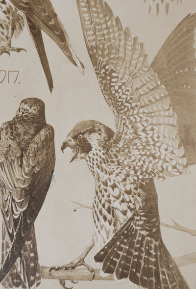Mathurin MEHEUT : Le Faucon , Lithographie