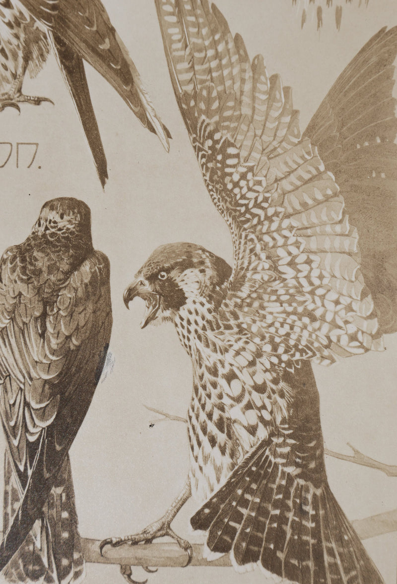 Mathurin MEHEUT : Le Faucon , Lithographie