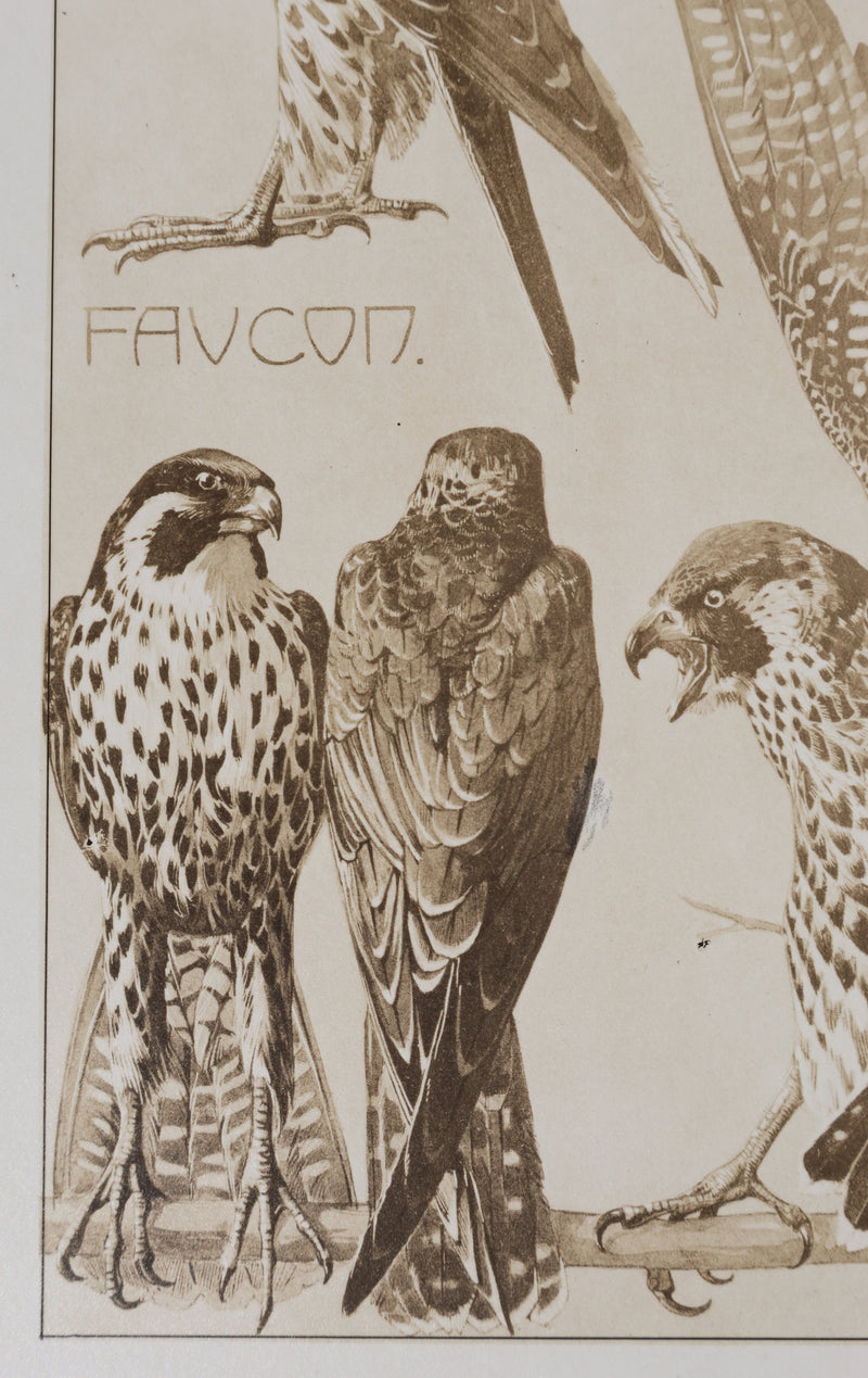 Mathurin MEHEUT : Le Faucon , Lithographie