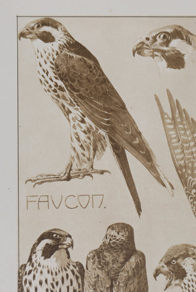Mathurin MEHEUT : Le Faucon , Lithographie