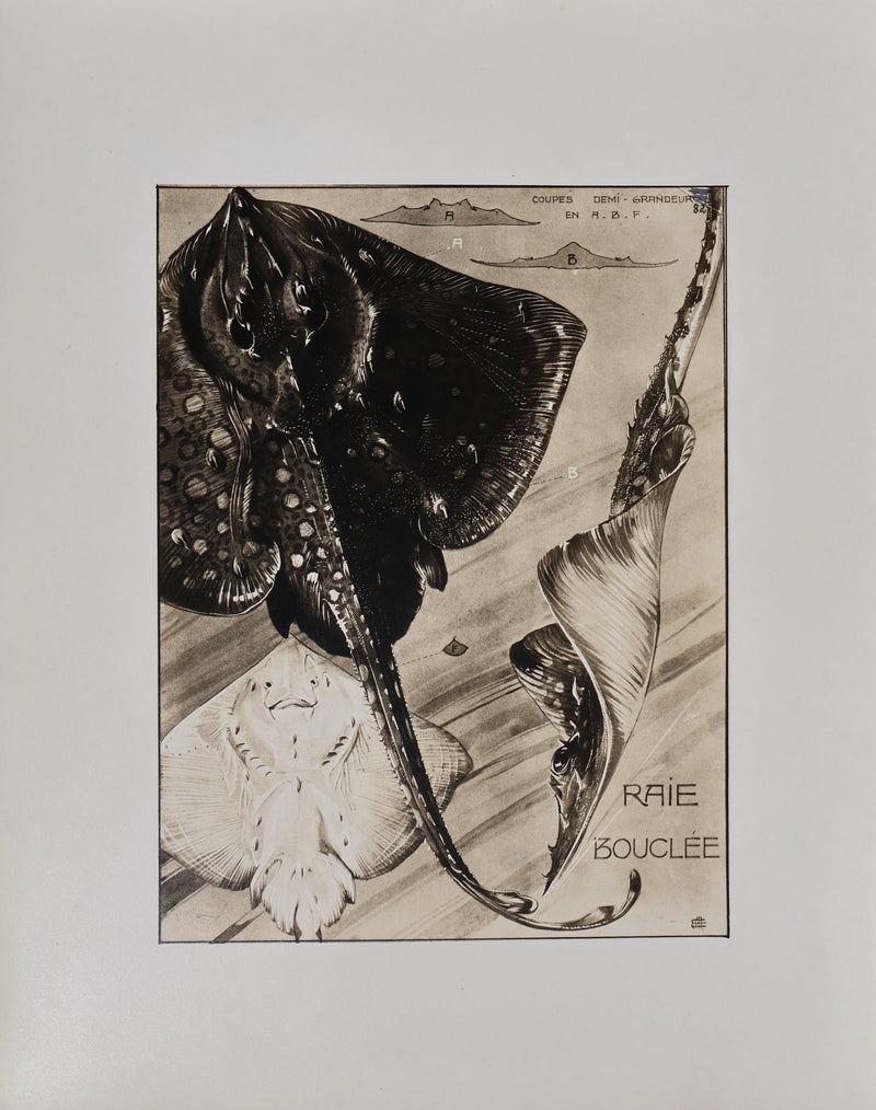 Mathurin MEHEUT : La Raie Bouclée, Lithographie signée