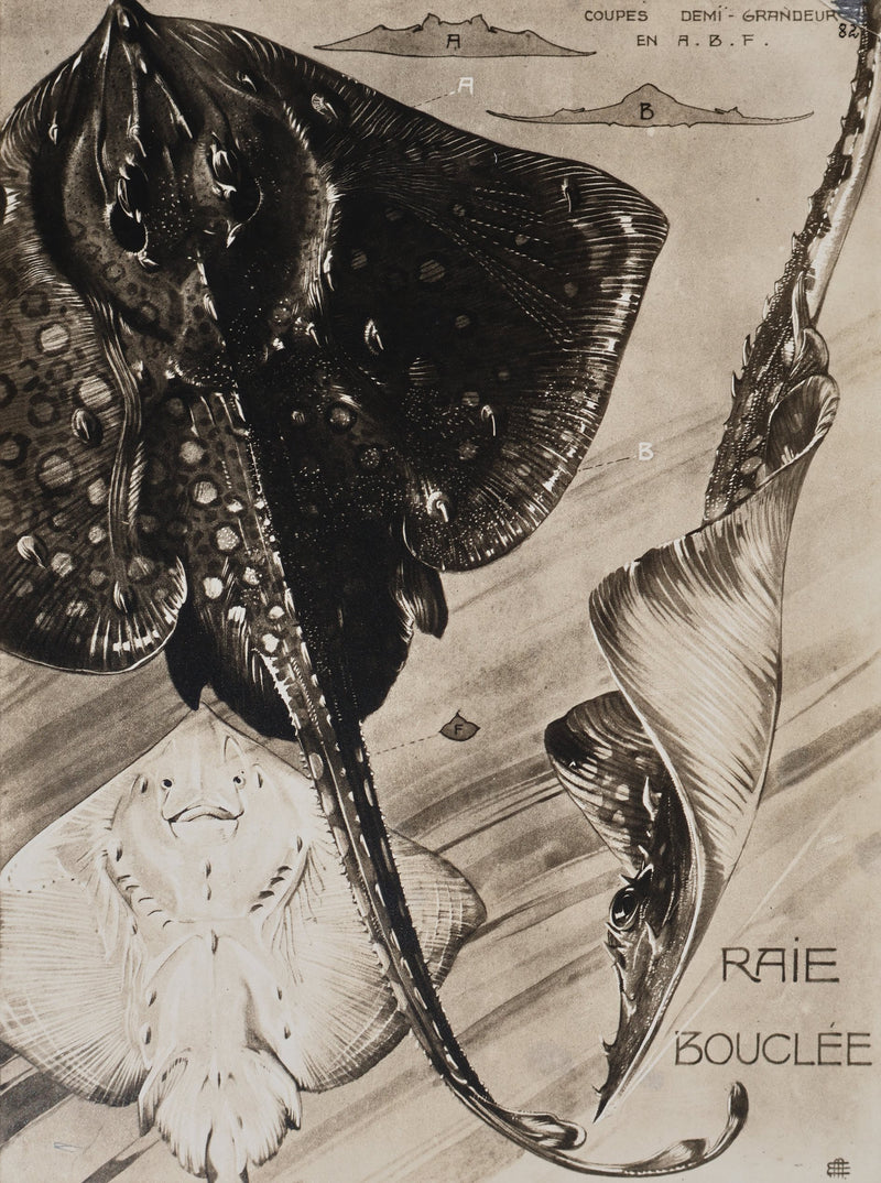 Mathurin MEHEUT : La Raie Bouclée, Lithographie signée